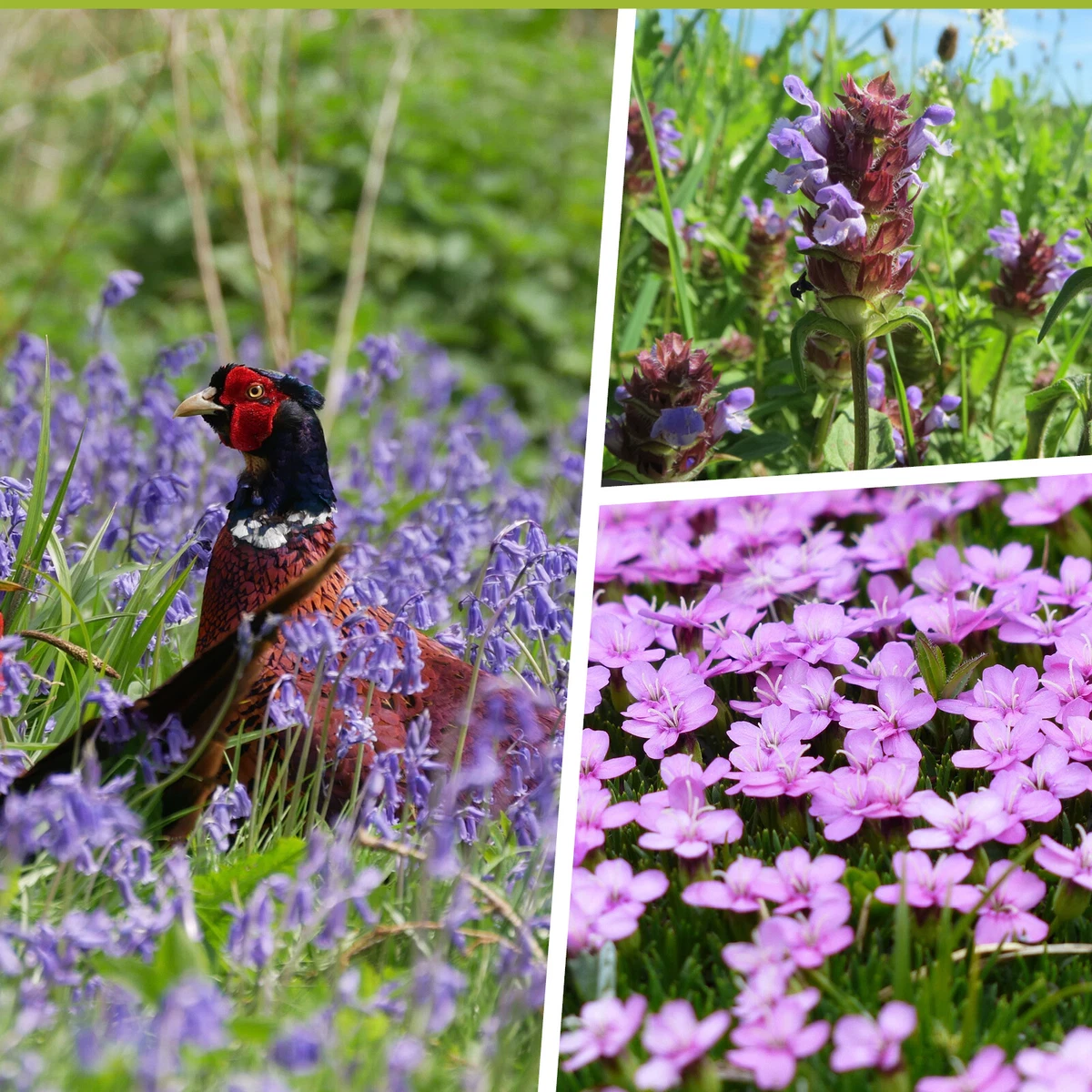 Wildflower Seed Mix For Woodland And Heavy Shade Best Flower Site