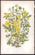 c1860's Anne Pratt Antique Color Print Potentilla - Alpine Cinque-Foil etc
