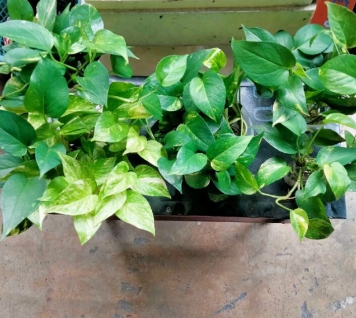 Moringa Oleifera Complete Green Superfood 100 Capsules Easy Pack Ready Stock - Image 2 of 4