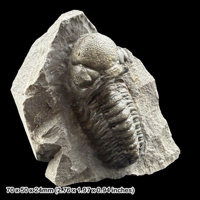 Reedops Trilobit Fossil A Grade Devon Marokko Hamar Lagdad Specimen