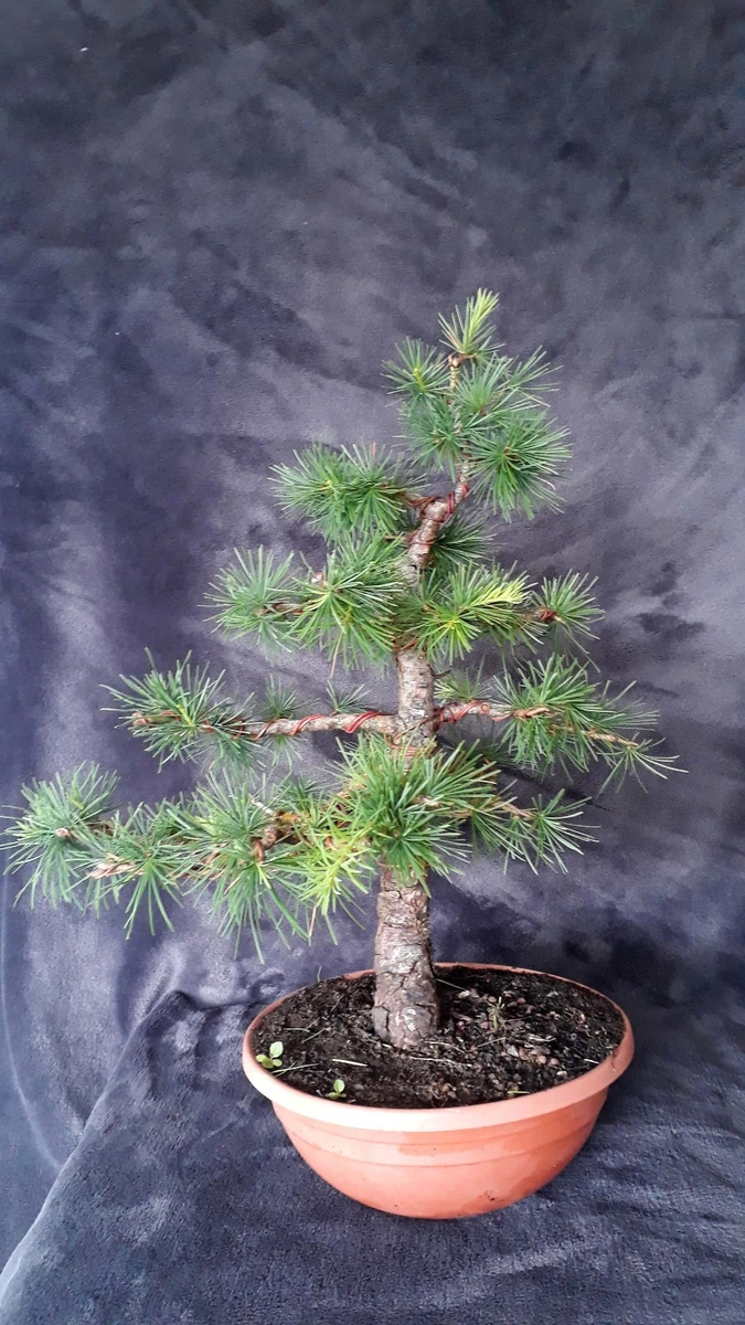 Bonsai Outdoor online kaufen | eBay.de