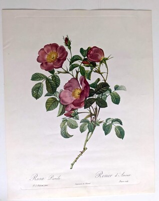 Pair of Original P J Redoute Rose Prints-Paris c 1821- hand