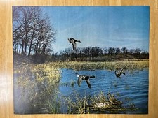 Vintage Mallard Duck Family Nest of Eggs 16" X 20" Litho Print USA Wingin’ In
