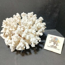 Corallo Bianco peso 1,1 Kg mare oceano soprammobile da collezione