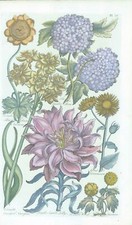 1757 Botanical NARCIFSUS LILLY ANEMONE ROSE John Hill Pl 37 (EG31)