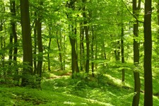 Sunshine Green Forest Vinyl Backdrop Photo Photography Studio Props Background