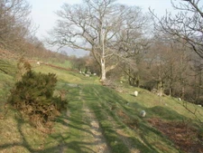Photo 6x4 Nant Madog, sheep Elan Village Slightly inquisitive/worried she c2009
