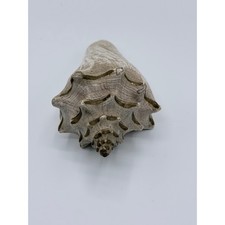 Large Natural Conch Shell Beach Coastal Nautical Decor Pink Interior Seashell