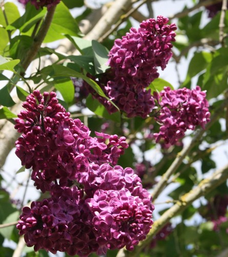 Flieder Edelflieder Syringa 'Andenken an Ludwig Späth' Stämmchen Stammhöhe 100 - Bild 3 von 4