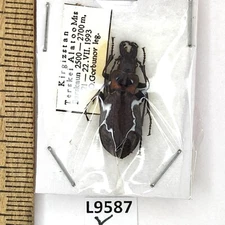 Carabidae, Carabus akinini musarthianus, female, A1, Kyrgyzstan