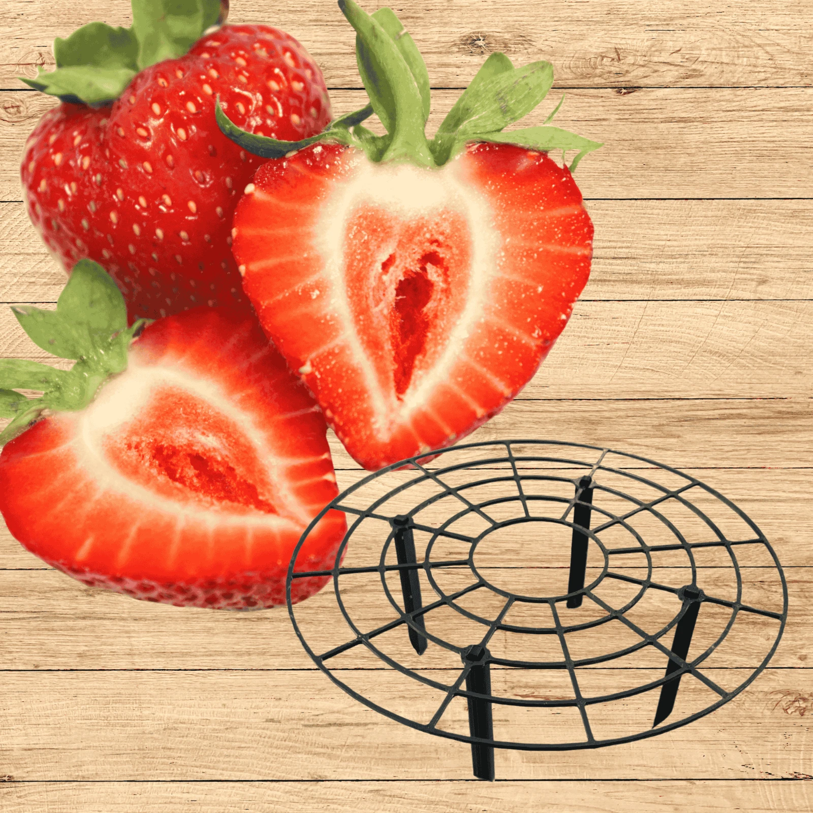 June-Bearing Strawberry Roots + Black Supports | From Hand Picked Nursery