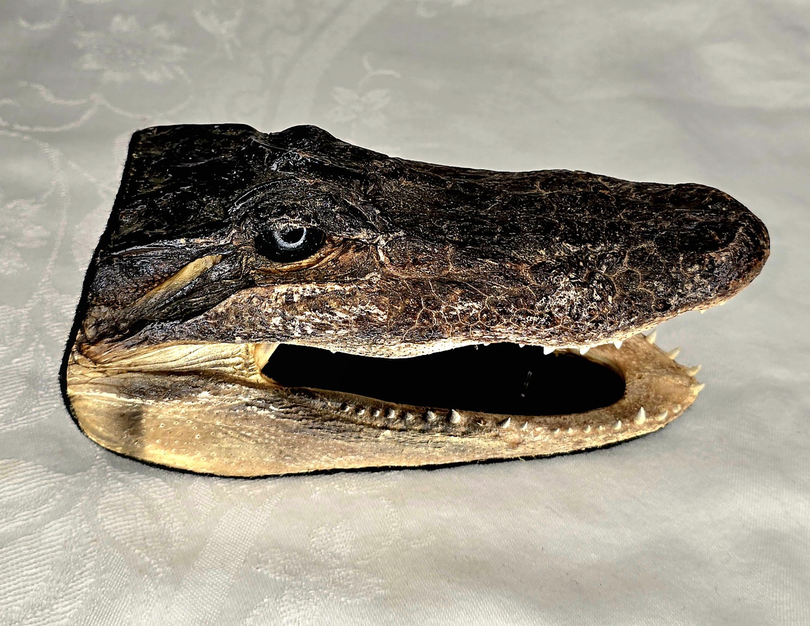 Authentic 7" American Alligator Head - Gator Daves Felt Lined Taxidermy Head