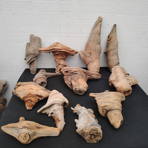 12 Small Driftwood Pine Knots From Oregon Beaches decorative or DIY Crafts