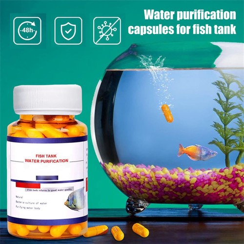A closer look at Small Aquarium Invertebrate Cleaners