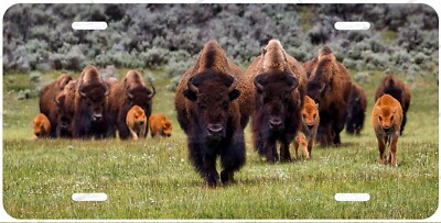 Bison Family Wildlife Animal Art Personalized License Plate Car ATV Moped Bike 