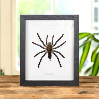 Taxidermy Cobalt Blue Tarantula Frame (Haplopelma lividum)