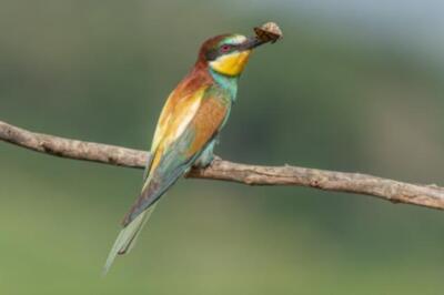Wandbild: Europäischer Bienenfresser (Merops apiaster) thront auf einem [...]