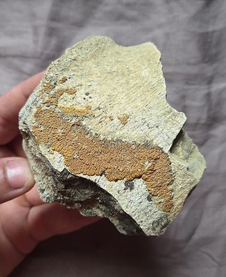 Rare Unidentified Dinosaur Fossil Bone Lance Fm Cretaceous Wyoming 
