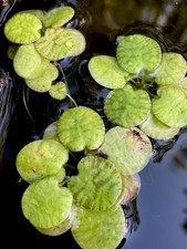 Tiger frogbit rare live floating aquarium plant sponge floater
