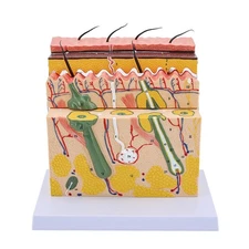 Multifunctional Realistic Skin Model 70X Enlarged Anatomical Model 9.05x9.44in