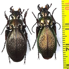 Carabidae, Carabus (Archiplectes) edithae miloslavskii pair A1, S. Russia