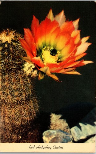 Red Hedgehog Cactus - Texas Rainbow Vintage Postal UU1 - Imagen 1 de 2