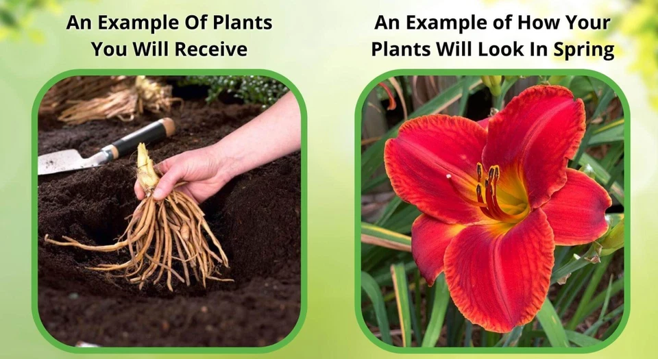 Goldenseal - Package Of 25 Hydrastis Canadensis Perennial Bare Root Live Plant - Image 2 of 4