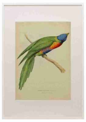 Swainson WJ 1Zoologische Illustrationen 1833 Trichoglossus A3 A4 gerahmter Druck Bild