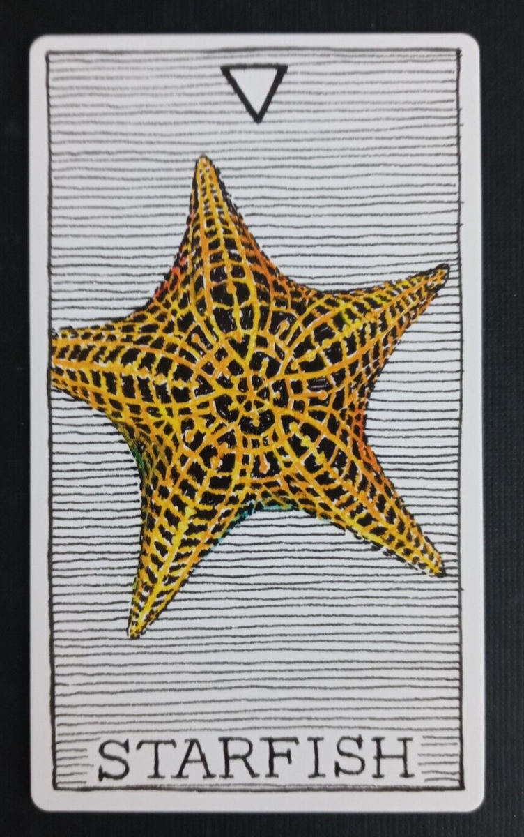 The Wild Unknown Animal Spirit Card Starfish | eBay