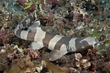 Brownbanded Bamboo Shark Live Saltwaterfish