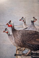 Guinea Fowl Hatching Eggs 6 PRE-ORDER 