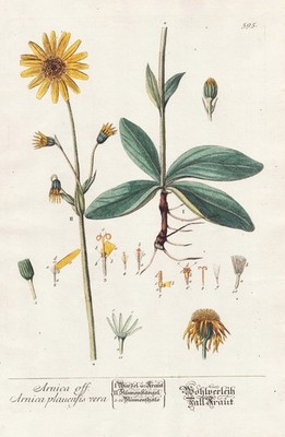 Arnica Bergwohlverleih wolf's bane botany Blackwell Kräuterbuch Kupferstich