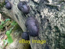 Photo 6x4 Black fungus on fallen birch Dyrham Wood (1) These bodies are  c2007