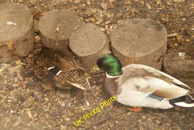 Foto 12x8 Ansicht eines Paares Rouen Enten im Crystal Palace Park Farm Penge c2015
