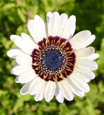 Zulu Prince Giant Cape Wild Daisy Flower  - 100x Seeds - Flowers