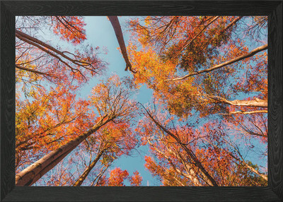 Tree View Framed Wall Art Poster Canvas Print Picture