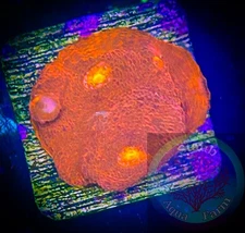 SAF~”WYSIWYG” Jellybean Chalice Coral Frag, LPS, SPS, Coral Colony, Stunner