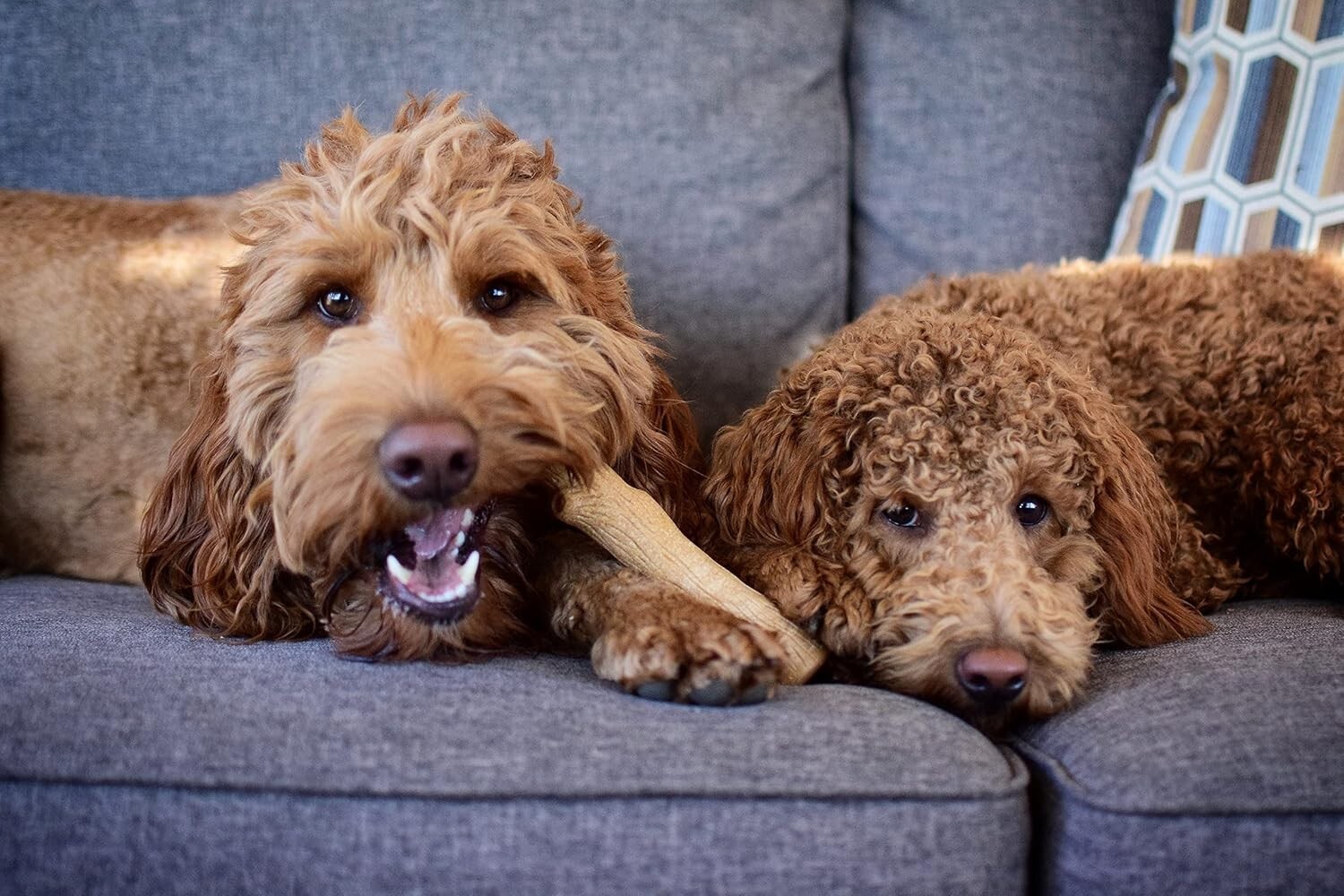 New  Durable Real Wood Dog Chew Toy for Dogs