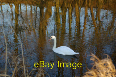 Foto 6x4 Schwan auf dem Lancaster Kanal Der Schwan hat eine Strecke von wat gefunden c2008