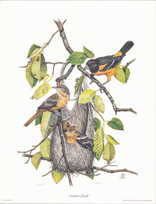 Northern Oriole Bird Jim Wilson Limited Edition 20x26 in