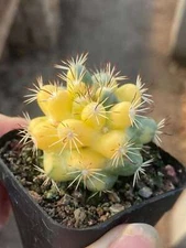 Succulent Cacti Plant Mammillaria Schumannii variegated 3-4CM random