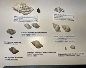 Nucella lamellosa. 10 Dogwinkles. 3 species. Collected in Southeast Alaska.