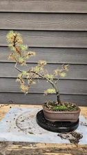 Larch Tree Pre Bonsai