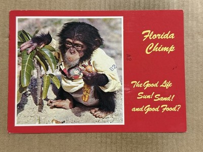 Postcard Florida FL Greetings Cute Baby Chimp Chimpanzee Monkey Eating Hot Dog