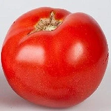 Empire F1 Hybrid Tomato Seeds (25 Seed Package)