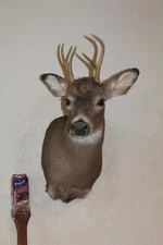 Whitetail Deer Head Shoulder Mount Taxidermy Cape Shed Antler Mule