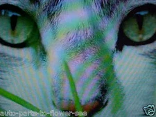 CAT DOG OAT WHEAT GRASS digestive aid