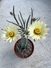 astrophytum Caput-medusae Rare Cactus On Graft Flowering!!