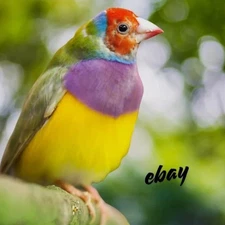 Digital Image Picture Photo Wallpaper Background Desktop Art Bird