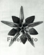 Arte fotográfico botánico original vintage de la planta de flor de algodoncillo Karl Blossfeldt 1929